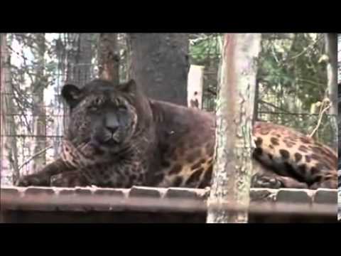 What You Get When You Breed Jaguar And Lion? - Youtube