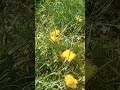 Bee Ytshortvideo Relaxing Trendy Nature Trend 