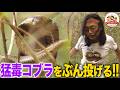 【千石先生大活躍】猛毒インドコブラを手でつかみ放り投げる！毒を持つオタマジャクシも！インドで珍しい野生生物を紹介【どうぶつ奇想天外／WAKUWAKU】