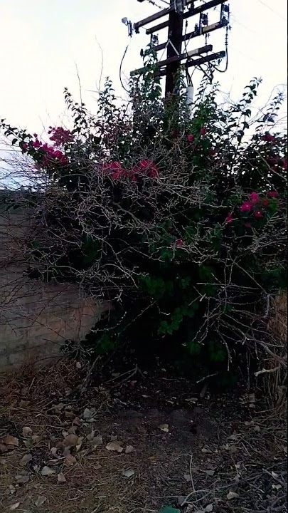 A dead bougainvillea coming back to life #bougainvillea #flowers #plants #garden #thorns #revived
