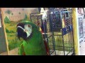 Liu the severe macaw talking at the Wilson Parrot Foundation 3