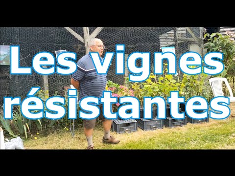 Vidéo: La vigne existe-t-elle toujours ?