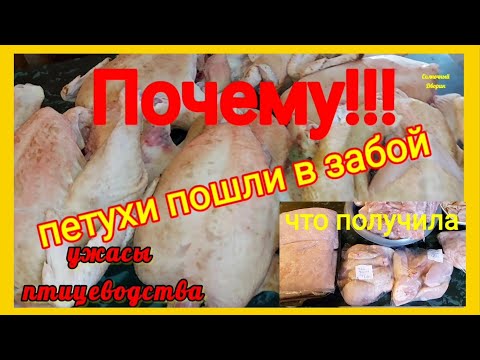 Вес тушки в аномальную жару порадовал. Тушка👍 - много мяса! Причина 'болезни' петухов выявлена 🙉