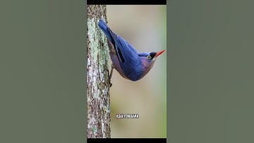 Burung Rambatan | Paruh Merah