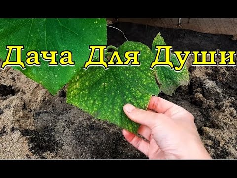 ПРИЧИНЫ овощных НЕПРИЯТНОСТЕЙ и способы их решения