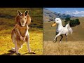 ¡10 Animales SOBRENATURALES Que No Deberían EXISTIR!