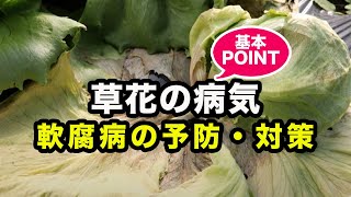 軟腐病の予防と対策 草花の病気