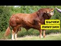 Быки Породы Лимузин содержание и уход | Мясное скотоводство | КРС Лимузинской породы | Мясные бычки