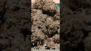 🔥Blue Dream🔥 by Dr. Greenbody