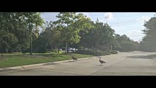 2026.08.24 Lakewood Heights Geese On Patroll