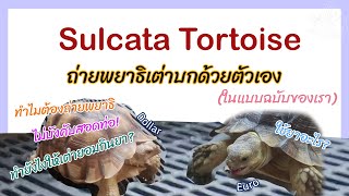 Sulcata Tortoise | วิธีที่เราใช้ในการถ่ายพยาธิเต่าบกของเรา | ThaKwaeng