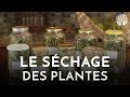 Le schage des plantes