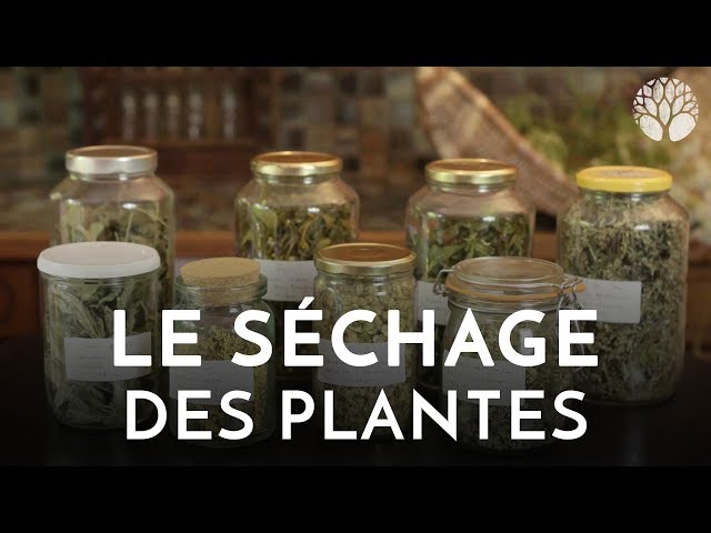 Comment sécher des plantes ? · Happy Plantes