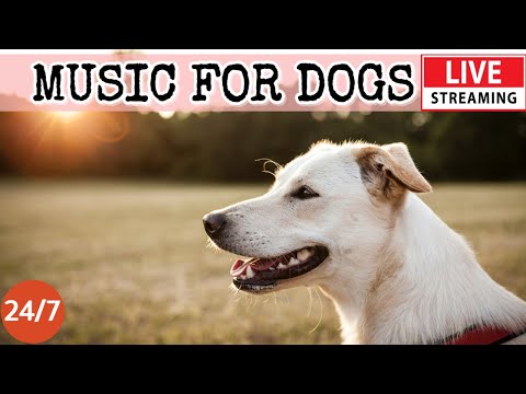 Dog MusicRelaxing Music For Dogs With AnxietySeparation Anxiety Relief MusicDog Calm4
