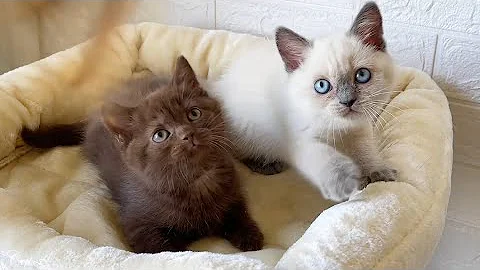 Watch the video about Two british shorthair kittens