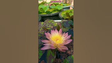 Thumbnail of Water Lily. Most Beautiful Lilies.  Sonali's Roof Garden. 😍🌱💞