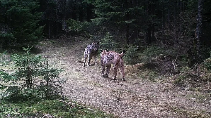 Eurasian lynx and wolf encounter: sequence of camera trap photos - DayDayNews