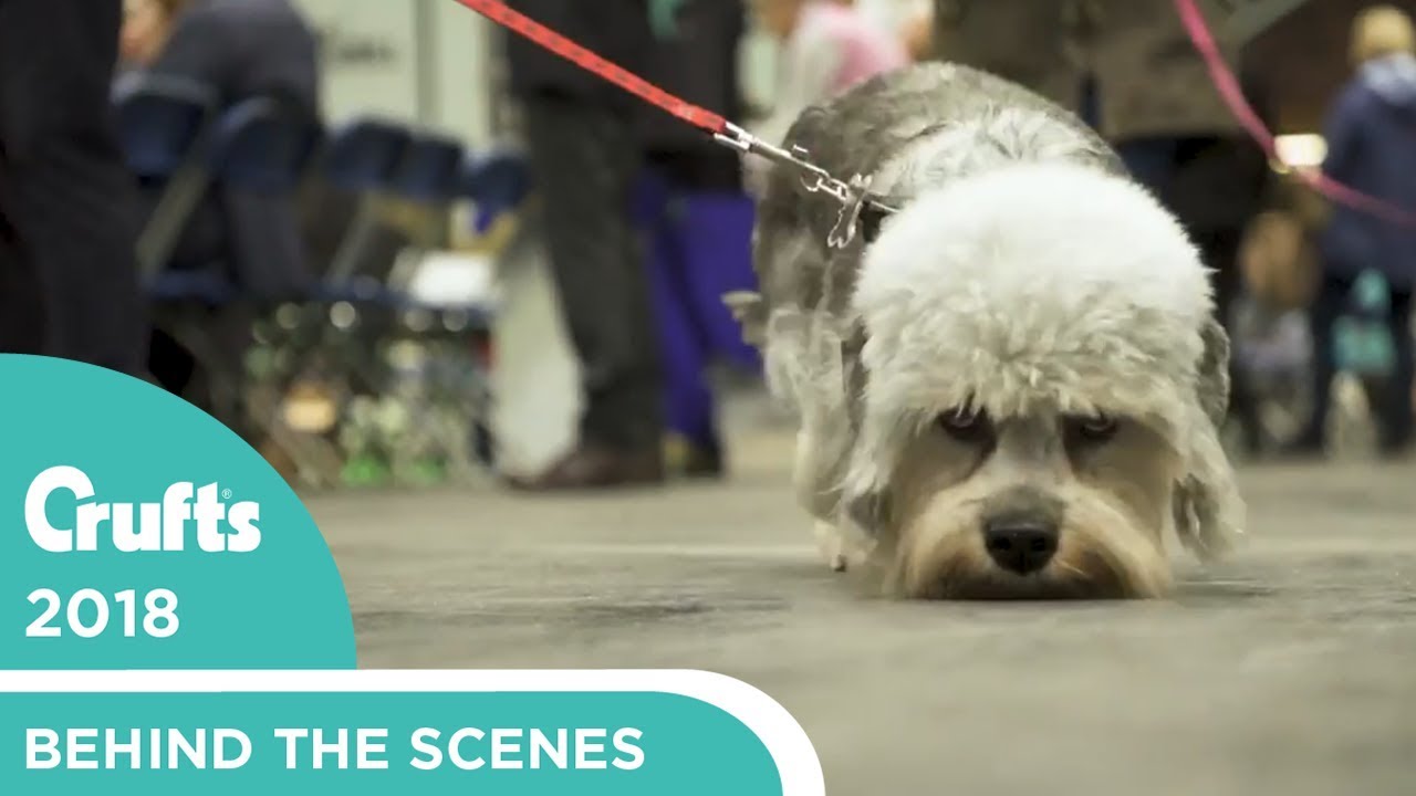 Experience The Madness Of Crufts 2018 As We Go Behind Scenes Crufts 2018 As We Go Behind The Scenes