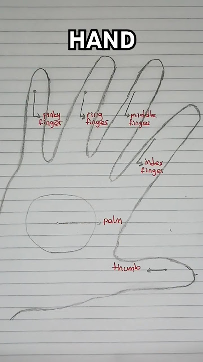 hand and fingers  #learnenglish  #grammar #education