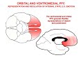 The Neurobiology of the Prefrontal Cortex and its Role in Mental Disorders