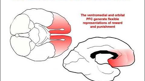 The Neurobiology of Prefrontal Cortex and its Role in Mental Disorders