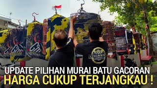 Ketemu Lagi  Tempat Murai Batu Gacoran Dengan Harga Cukup Terjangkau Di Jakarta Barat 