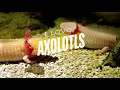 I Love Axolotls: A Fun and Catchy Song for Kids!