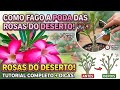 COMO FAÇO A PODA DAS MINHAS ROSAS DO DESERTO 🌸✂️