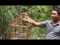 Download Pikat burung Kacer dapat jantan yang Ganas Pikat burung Kacer dapat jantan yang Ganas