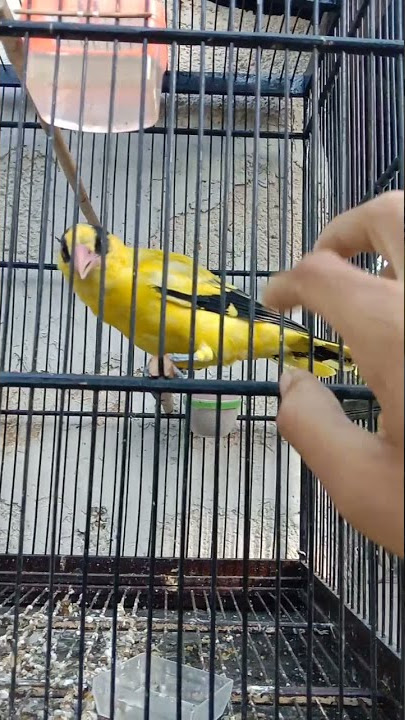kepodang paud baru belajar ngeriwik