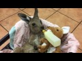 Cutest baby kangaroo ever