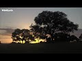 WildEarth - Sunrise Safari - 23 January 2022