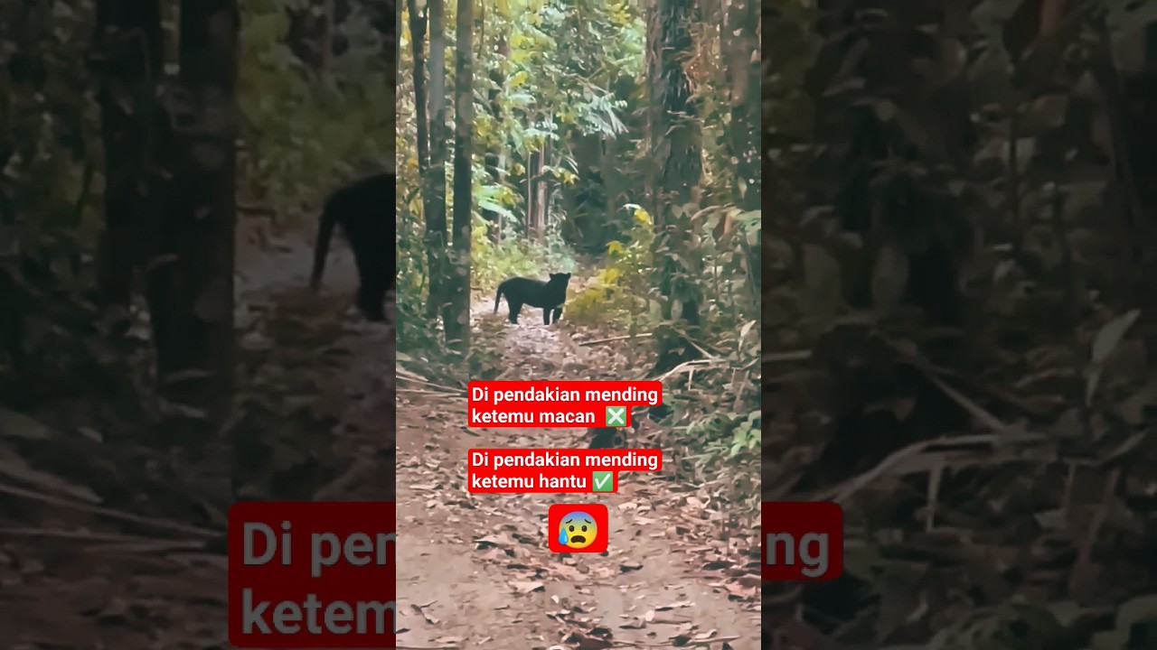 😰 lebih baik di pendakian ketemu macan hitam daripada hantu gunung 😰 