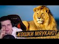 Hellyeahplay смотрит: Как мяукают большие кошки