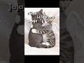 los gatitos de Abraham lo cuidan desde el cielo😿😿