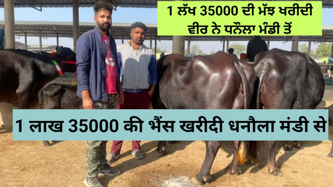 1 ਲੱਖ 35000 ਦੀ ਮੱਝ ਖਰੀਦੀ ਕਿਸਾਨ ਵੀਰ ਨੇ ਧਨੌਲਾ ਮੰਡੀ ਤੋਂ। 1 लाख 35000 की भैंस खरीदी किसान भाई ने।