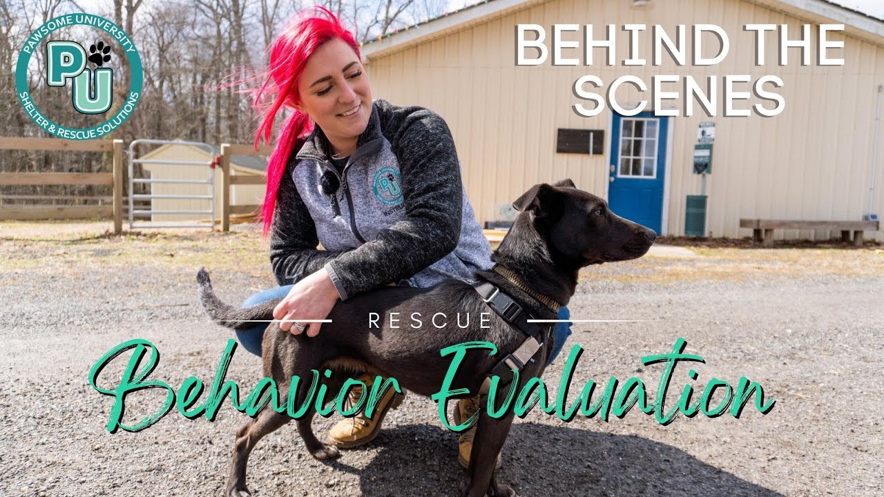 Behind The Scenes - Rescue Dog Behavior Evaluation - YouTube
