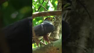 Animales de la selva de Calakmul. #animales #naturaleza #animals #documental #ruinas #losmayas