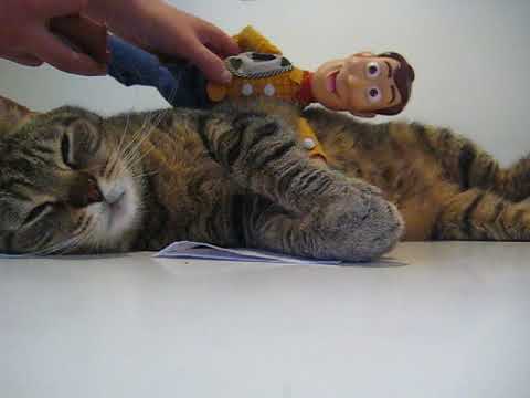 cat แปลว่า Mysli vs Sheriff Woody