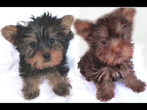 red yorkshire terrier