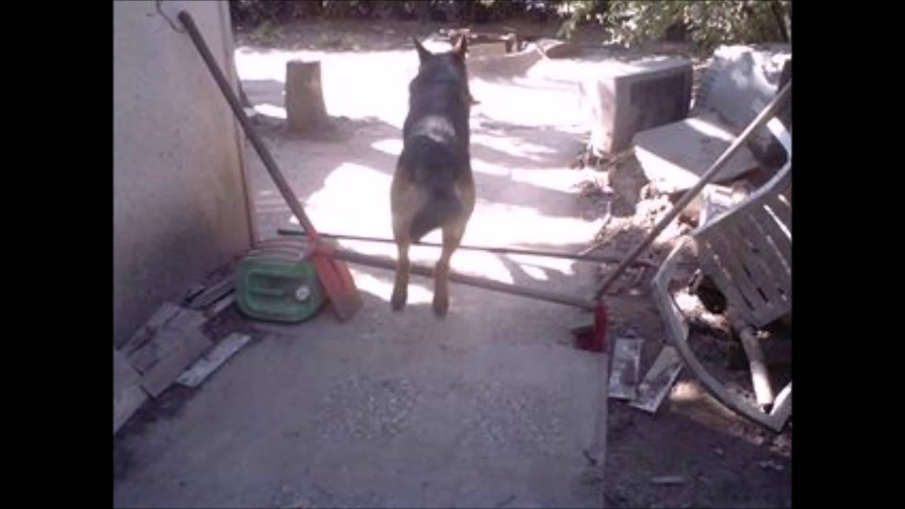 Comment faire sauter son chien . - YouTube