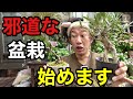 【俺の盆栽】初心者でも絶対失敗しない盆栽はこれ 【園芸超人カーメン君】