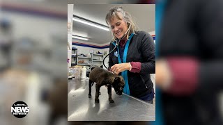 Denkai Animal Sanctuary Opens in Durango