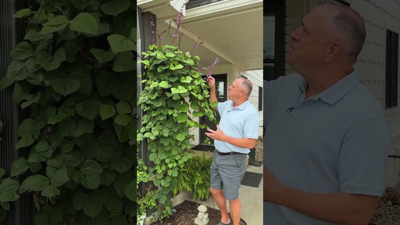 Вырастите потрясающую лиану гиацинтовых бобов в своем саду! 🌿💜 #садоводство