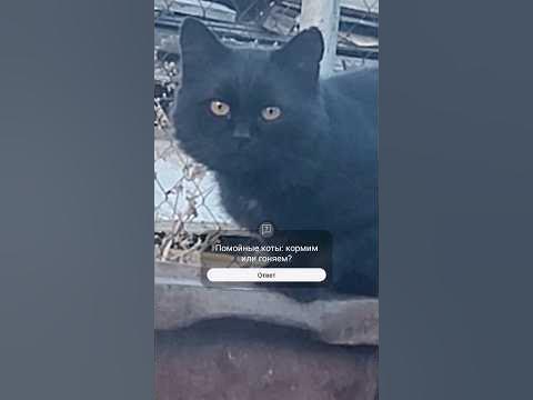 Кот с лицом человека - YouTube