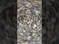 8 926 300-57-55. Крошка бежевая мраморная, Мрамор, Бежевый мрамор, Камень для ландшафта, камень