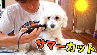 暑いんで愛犬をサマーカット!!【トリミング】　PDS