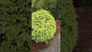 Moon Frost Canadian Hemlock #gardening #landscaping #conifers #gardendesign #landscapedesign