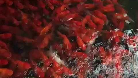 Cá Vàng 4 đuôi - Cá Hạc Đỉnh Hồng - Cá cảnh bác Hường