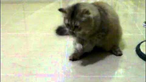 Video 11848671: cat chinchilla, cat toy